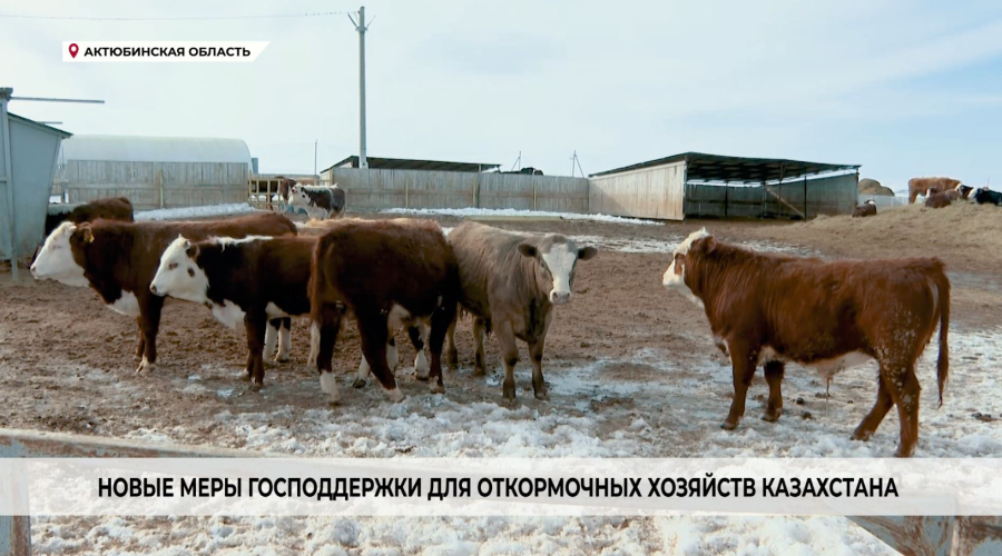 Новые меры господдержки для откормочных хозяйств Казахстана