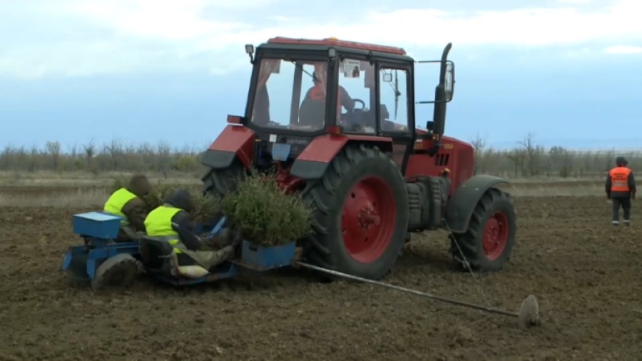 336 тысяч деревьев посадят этой осенью в Карагандинской области