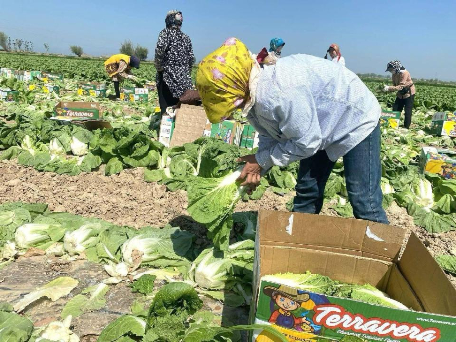 Туркестанская капуста отправилась в Пермь