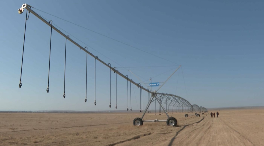 Биыл Алматы облысында 438 мың гектар жерге егін егіледі