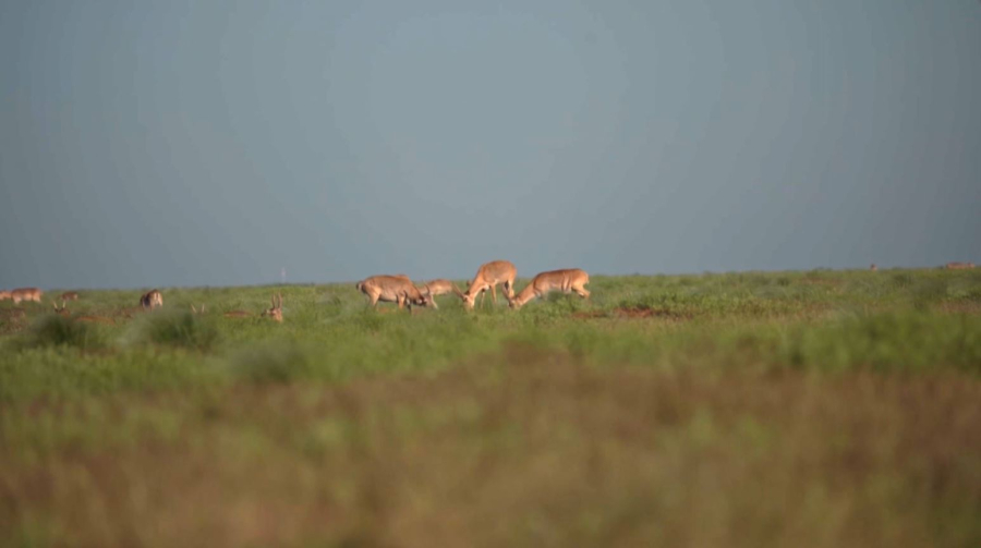 Численность сайгаков в Казахстане превысит 4 млн к концу года