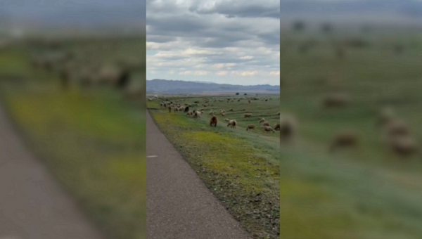 Алматы облысында ₸50 млн субсидияны қалтасына басқан азамат сотталды