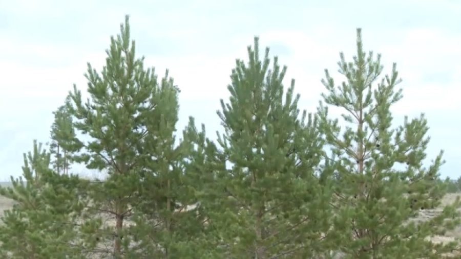 4 млн сосен высадят в области Абай
