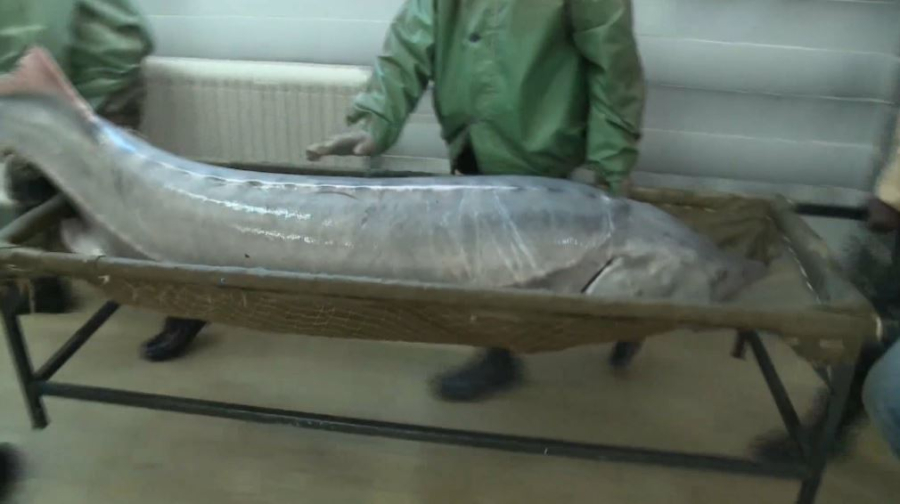 «Жайық-Каспий» бассейнінде бекіре азайып барады