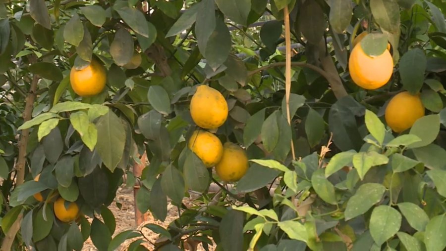 Сарыағаш ауданының бағбандары лимон жинап жатыр