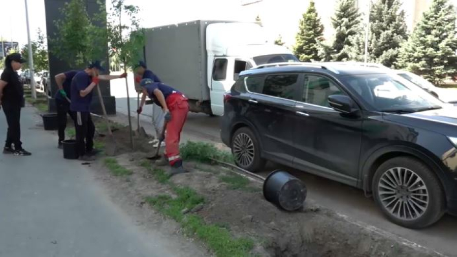 Липы, рябины и каштаны: высадка молодых деревьев  началась в  Уральске