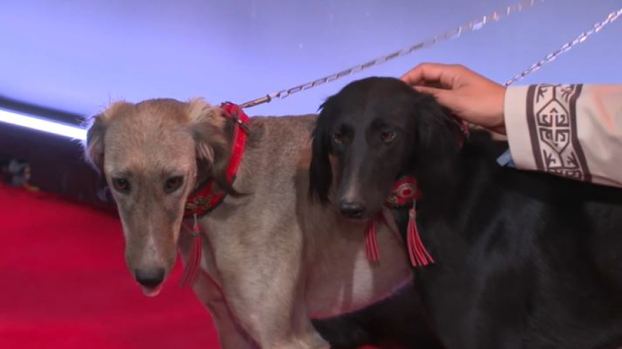 Премьера фильма «Тазы» прошла в Алматы