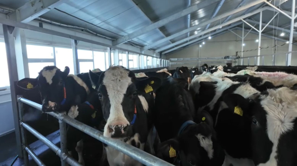 Молочно-товарные фермы открывают в селах Костанайской области