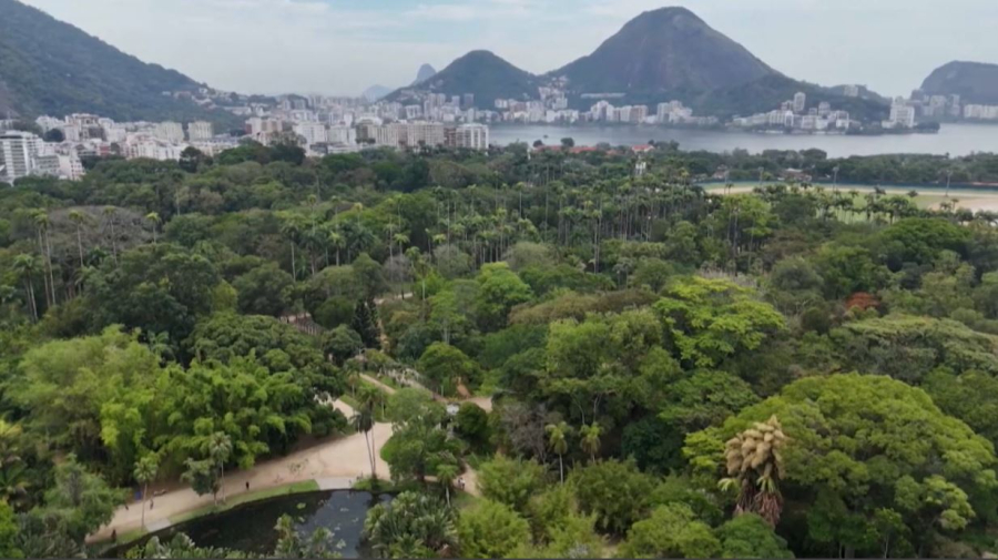 Бразилияда талипот гүлдеді