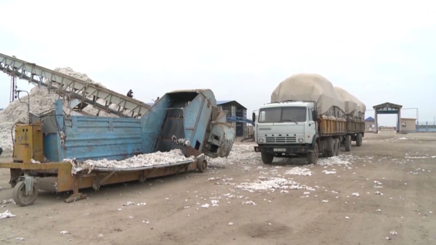 Биыл рекордтық көлемде мақта жиналды