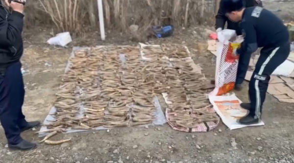 Жетісу облысында ақбөкен мүйізін сатпақ болғандар ұсталды