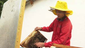 Жамбылдық жас омарташы жылына 6000 келі бал өндіреді