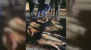 150 кг осетрины изъяли у браконьеров в Мангистауской области