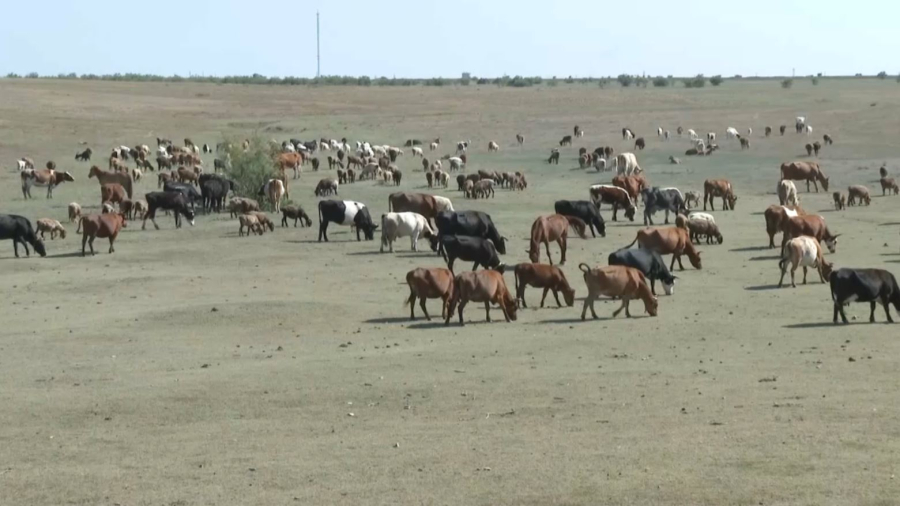 Ұлытауда мал өсіретін 30 ірі шаруа қожалығы құрылады