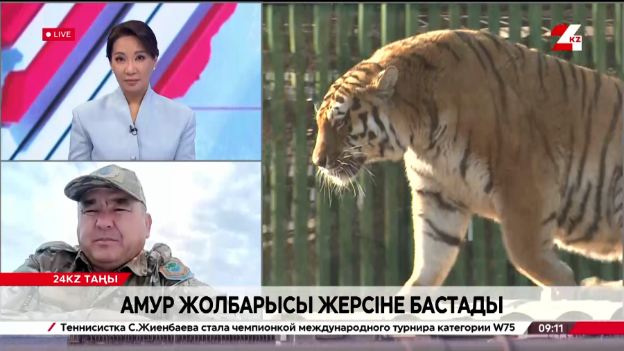 Амур жолбарысы жерсіне бастады. Нариман Қасабеков