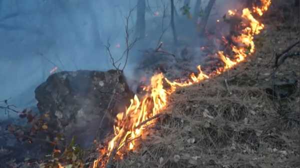 Жапонияда орман өртеніп жатыр