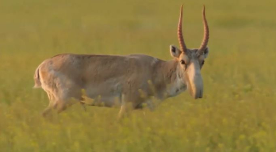 Елде 31 мың ақбөкен атылды