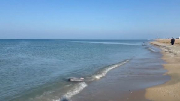 Каспий жағалауынан тағы 130 итбалықтың өлексесі табылды