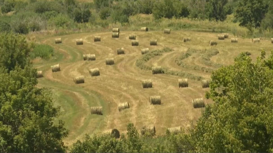 Аграрии Жетысу заготавливают сено на зиму