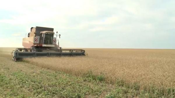 Затяжные дожди мешают уборке урожая в Костанайской области