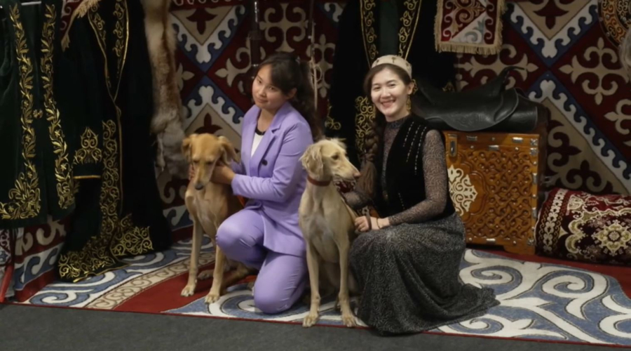 Қазақ тазысы халықаралық көрмеде таныстырылды