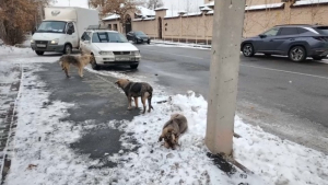 Бродячие собаки покусали около 2 тысяч человек в ЗКО