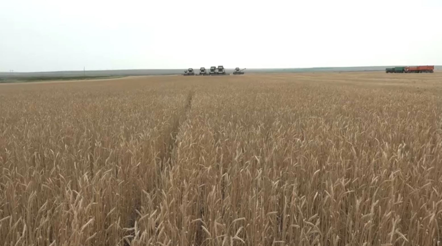 Аграрии ЗКО приступили к сбору озимой пшеницы