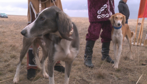 Стандарт разведения чистокровных казахских собак появится в РК