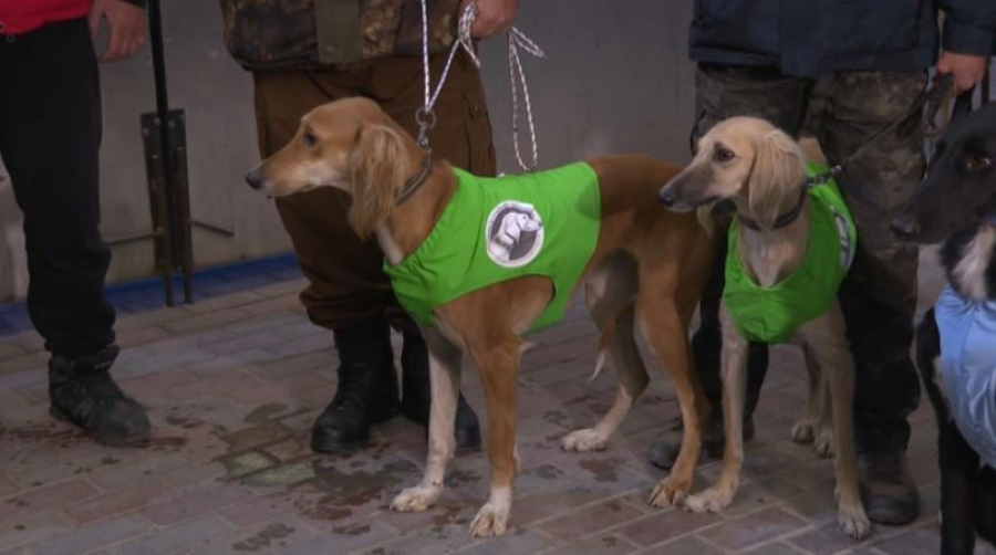 Казахских тазы проверяют на охотничьи навыки