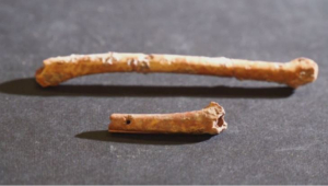 Археологи нашли флейты для охоты возрастом 12 тысяч лет