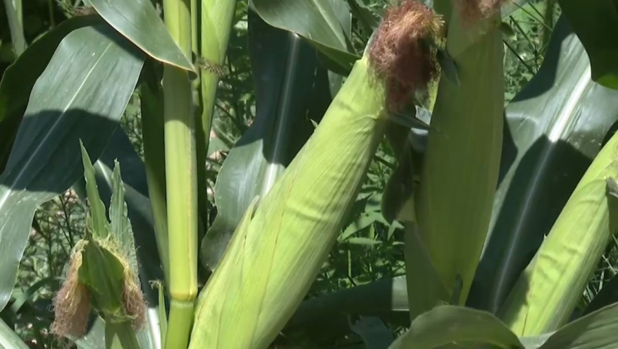 Жетісу диқандары биылғы жүгеріден бітік егін жинауды көздеп отыр