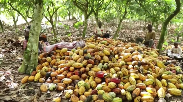 Мировые запасы какао резко сократились из-за неурожая в Кот-Д’Ивуаре и Гане