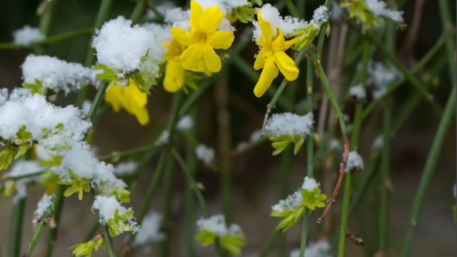 АҚШ-та емен, қарағай ерте көктеді