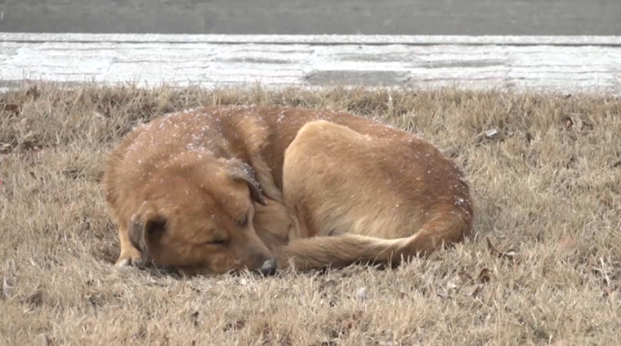 Закон об обращении с животными пересматривают в Казахстане