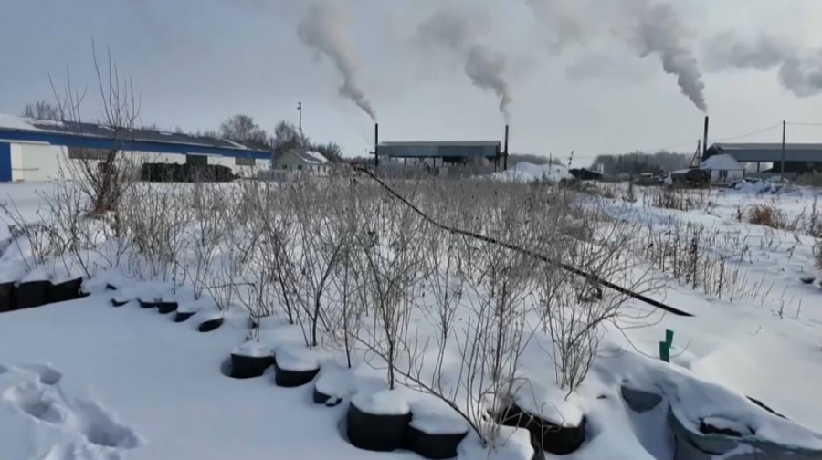Экзотические деревья успешно адаптируются в СКО
