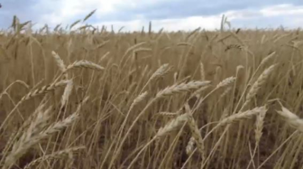 Еліміздің солтүстігіндегі жауын-шашын астықтың сапасын төмендетті