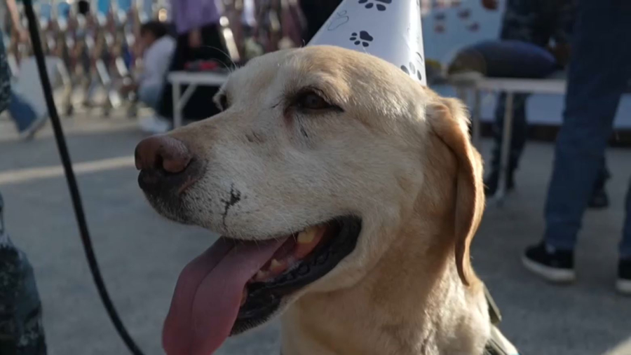 Иісшіл иттің көмегімен 57 келі есірткі заты тәркіленді