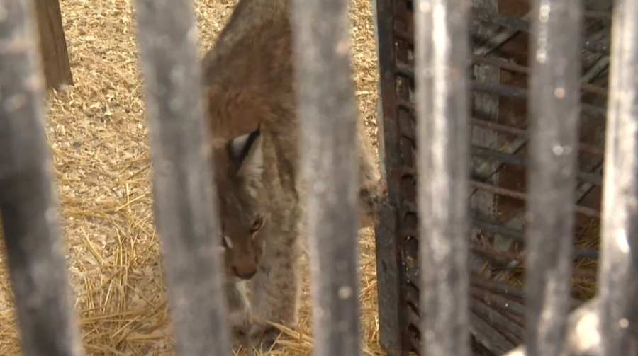 Детеныш рыси пришел к людям за помощью в области Абай