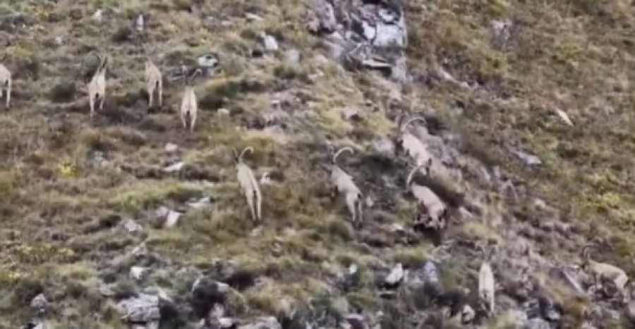 Редкие кадры: горных козлов сняли с дрона на Кольсае