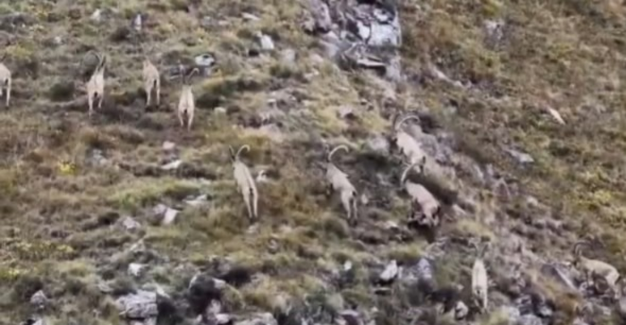 Редкие кадры: горных козлов сняли с дрона на Кольсае