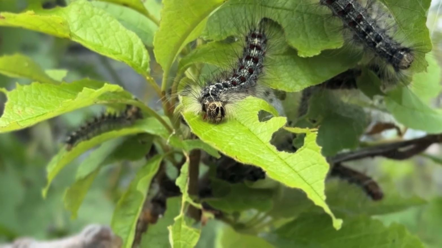Шығыс Қазақстанда жұлдызқұрт қаптап кетті