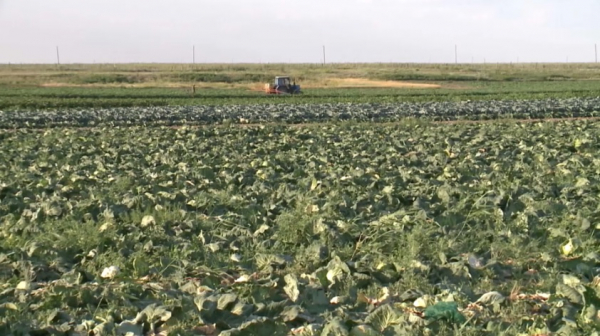 ₸132 млн субсидий присвоили два фермера в Павлодарской области