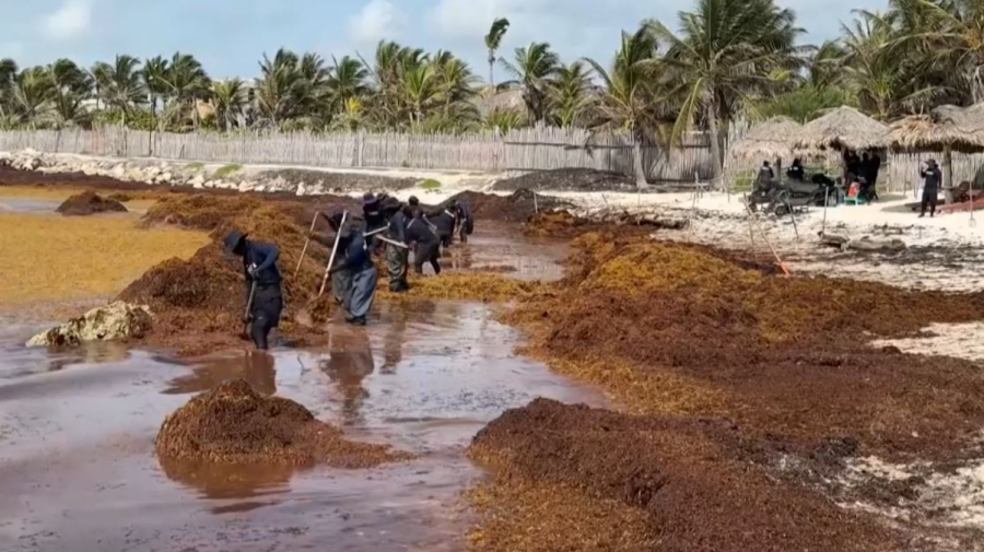 Тонны водорослей накрыли пляжи Мексики