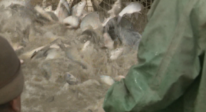 Почти 70 тонн рыбы пытались незаконно продать браконьеры в Атырауской области