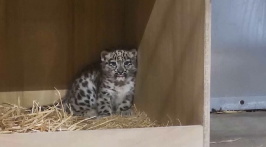 Зообақтағы қар барысы тұқым өрбітті