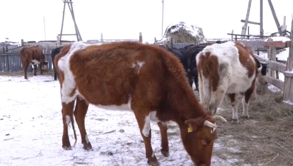 Бешенство у КРС выявили в селе области Ұлытау