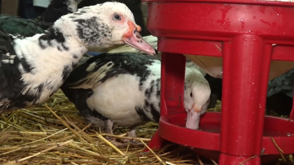 Новую породу уток намерены вывести молодые ученые ЗКО