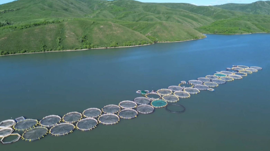 Бұқтырма су қоймасында балық шаруашылығын дамыту көзделеді