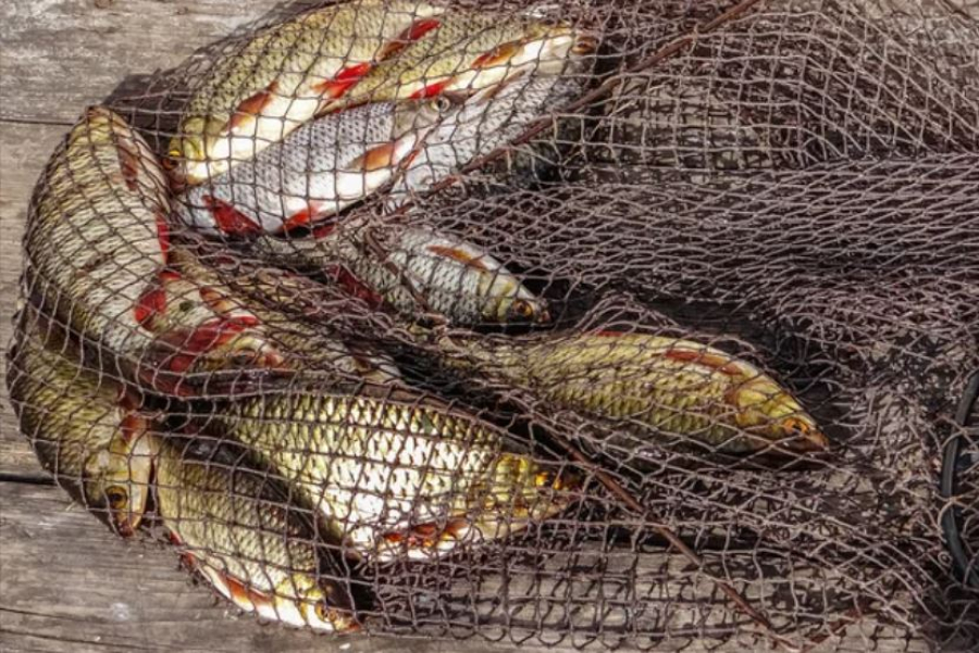 Преступную группу браконьеров раскрыли в Туркестане