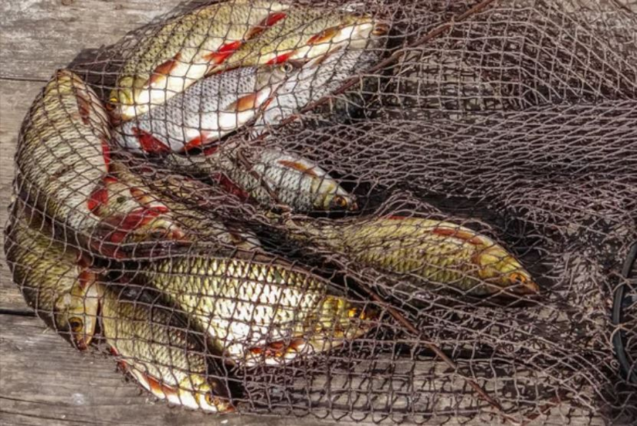 Преступную группу браконьеров раскрыли в Туркестане